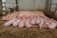 Biologische Schweinehaltung 71