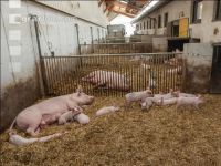 Biologische Schweinehaltung 69