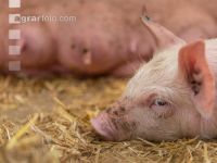 Biologische Schweinehaltung 65