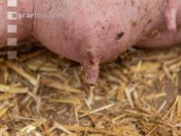 Biologische Schweinehaltung 64