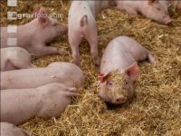 Biologische Schweinehaltung 62