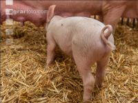 Biologische Schweinehaltung 60