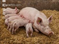 Biologische Schweinehaltung 58