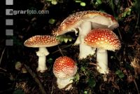Fliegenpilz 1