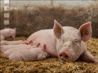 Biologische Schweinehaltung 57