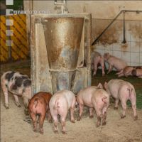 Biologische Schweinehaltung 56