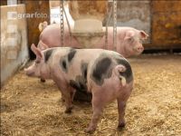 Fattening pig organic farm