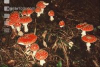 Fliegenpilz 2
