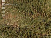 Maisbeulenbrand am Stängel 13