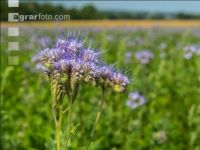 Phacelia blossom 22