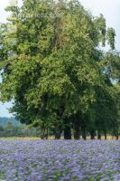 Phacelia blossom 19