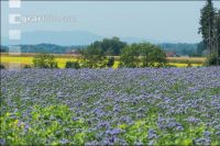 Phacelia blossom 18