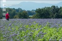Phacelia blossom 16