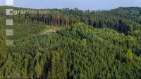 Reforestation 2