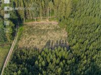 Reforestation 1