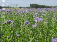 Phacelia Blüte 17