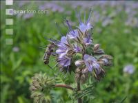 Phacelia blossom 16