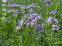 Phacelia blossom 14