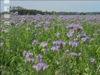 Phacelia blossom 13