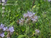 Phacelia blossom 12