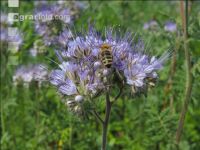 Phacelia blossom 11
