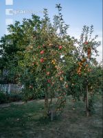 Äpfel im Hausgarten 5