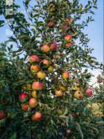 Äpfel im Hausgarten 4