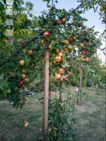 Äpfel im Hausgarten 3