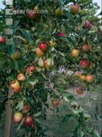 Äpfel im Hausgarten 2
