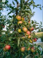 Äpfel im Hausgarten 1