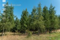 Larch reforestation 2