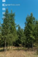 Larch reforestation 1