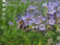 Phacelia blossom 25