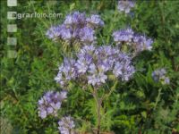 Phacelia blossom 24