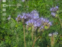 Phacelia blossom 23