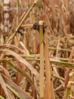 Maisbeulenbrand am Stängel 21