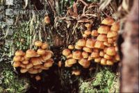 Glückchennabeling