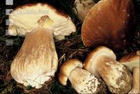 Herrenpilz 1