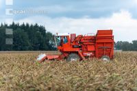 Maisvermehrung Ernte 28