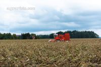Maisvermehrung Ernte 27