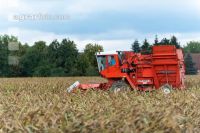 Maisvermehrung Ernte 26