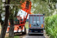 Maisvermehrung Ernte 22