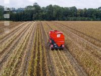 Maisvermehrung Ernte 21