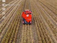 Maisvermehrung Ernte 20