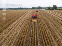 Maisvermehrung Ernte 19