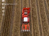 Maisvermehrung Ernte 18