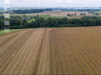 Maisvermehrung Ernte 17