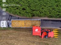 Maisvermehrung Ernte 16