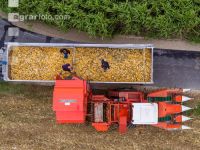 Maisvermehrung Ernte 13