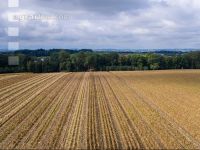 Maisvermehrung Ernte 8
